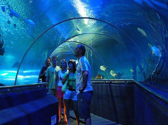 Khám phá thế giới diệu kỳ tại S.E.A Aquarium khi du lịch Singapore