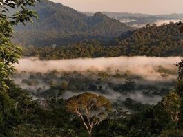 Lạc vào thung lũng Danum Malaysia, khám phá thiên nhiên hoang dã